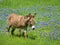Donkey grazing on Texas bluebonnet pasture