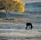 A donkey grazing under a birch tree on the prairie