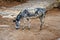 Donkey grazing in a yard