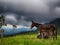 Donkey in green and beautiful mountains