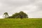 Donkey in green field on cloudy day. Lonely donkey at countyside. Farm concept. Animals concept. Pasture background.