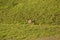 Donkey on a green field. Donkey walking on a green hillside. Mule on a green hillside in the alps