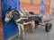 Donkey in a harness against a bright blue door in Marrakech