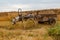 Donkey harnessed to an iron cart stands in a meadow