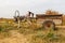 Donkey harnessed to an iron cart stands in a meadow