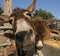 Donkey head close up shot on a farm on Cyprus