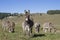 Donkey herd on the Vezzena pass