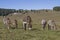 Donkey herd on the Vezzena pass