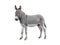 donkey isolated pictures