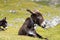 Donkey in the Italian Dolomites seen on the hiking trail Col Raiser, Italy