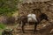 Donkey in Jizev Jisev or Jizeu village in Pamirs mountains, Tajikist