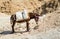 Donkey in the Judean Desert