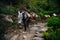 donkey laden with a load against the backdrop of beautiful naturel in Nepalese Himalayas