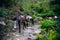 donkey laden with a load against the backdrop of beautiful naturel in Nepalese Himalayas