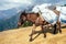 Donkey laden with a load against the backdrop of beautiful naturel in Nepalese Himalayas.