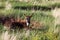 Donkey Laying in the Dirt