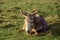 Donkey laying down on a green grass and enjoying sun shine. Siesta time for a cute animal Agriculture and farming industry