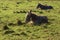 Donkey laying down on a green grass and enjoying sun shine. Siesta time for a cute animal Agriculture and farming industry