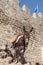 Donkey. Lindos - Rhodes Greece