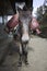 A donkey loaded with gas cylinders. Donkey caravans transport goods to areas where there are no highways. Nepal