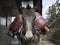 A donkey loaded with gas cylinders. Donkey caravans transport goods to areas where there are no highways. Nepal