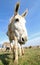 Donkey with long ears in the middle of the sheep herd