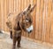 A donkey with long hair in the fur