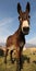 Donkey with long muzzle photographed with a fisheye lens