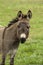 Donkey Looking Through Barbed Wire Fence