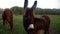 Donkey looking camera at horse pasture. Herd horses grazing on green field