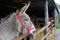 Donkey looking out from within his stable