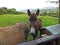 Donkey looking over gate Ireland