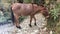 Donkey in Lower Mustang District in Annapurna Circuit in Himalayan Mountains in Nepal.