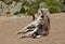 Donkey lying in the dust under the archa