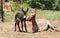 Donkey mare with foal on farm
