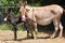 Donkey mare with foal on farm