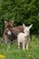 Donkey mare with white foal