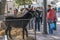 Donkey in a market stall, Sineu, Majorca