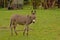 Donkey in a meadow - Equus africanus asinus