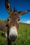 Donkey on a meadow in the high mountains in summer