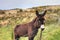 The donkey in the meadow in Ireland.