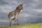 Donkey on the meadow on overcast day