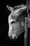 Donkey in monochrome