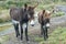 Donkey mother and foal