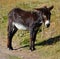 Donkey Mount Kazbek