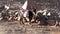 Donkey on Mount Sinai, Egypt