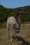 Donkey in the mountains of greece