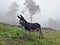 A donkey in the mountains of Trentino Alto Adige