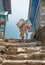 Donkey in mountains in the village,Nepal