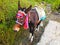 Donkey in national attire in Himalayas Mountains Annapurna trek